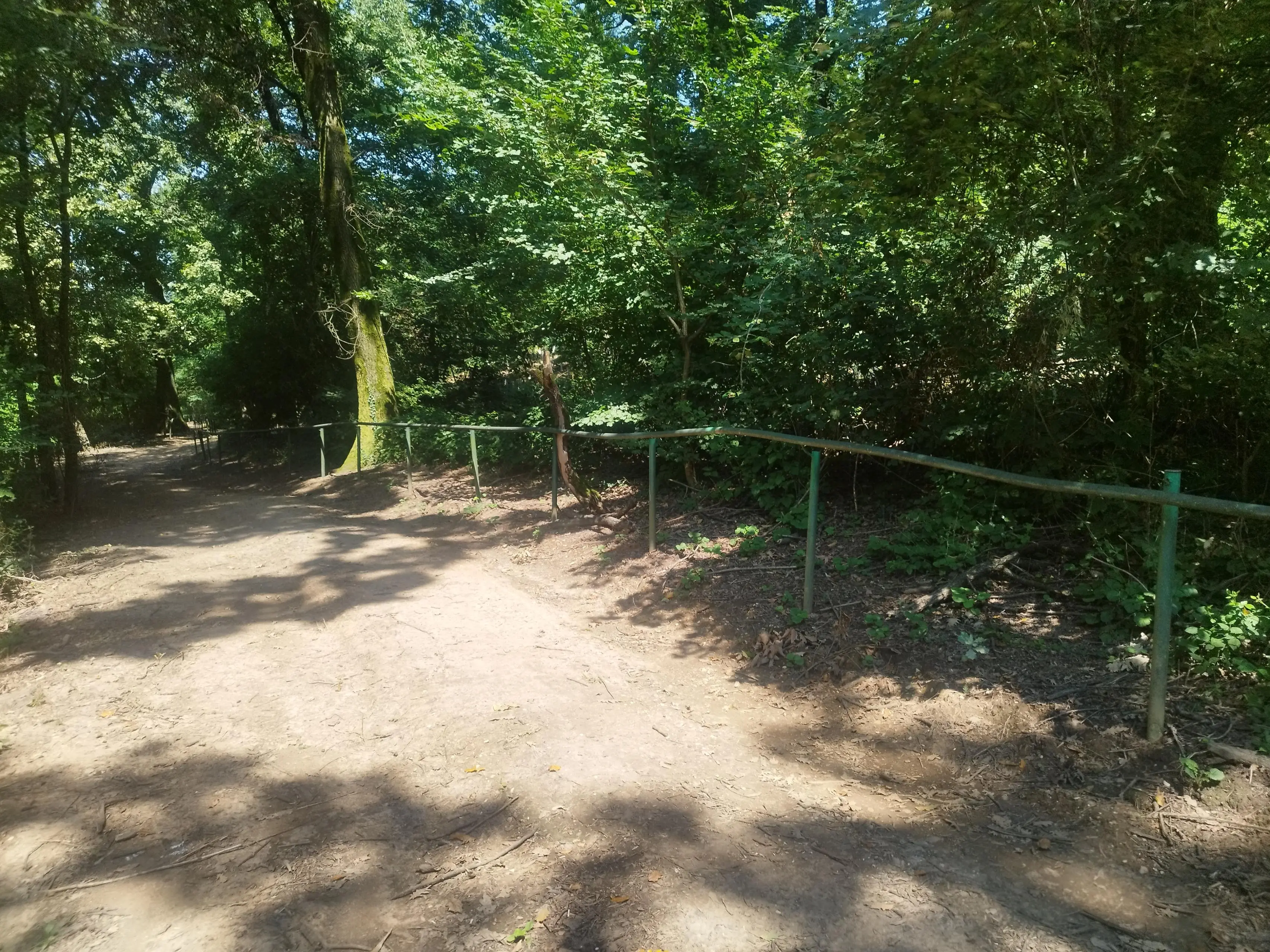 Nuove piante per il Bosco di Sant'Anna