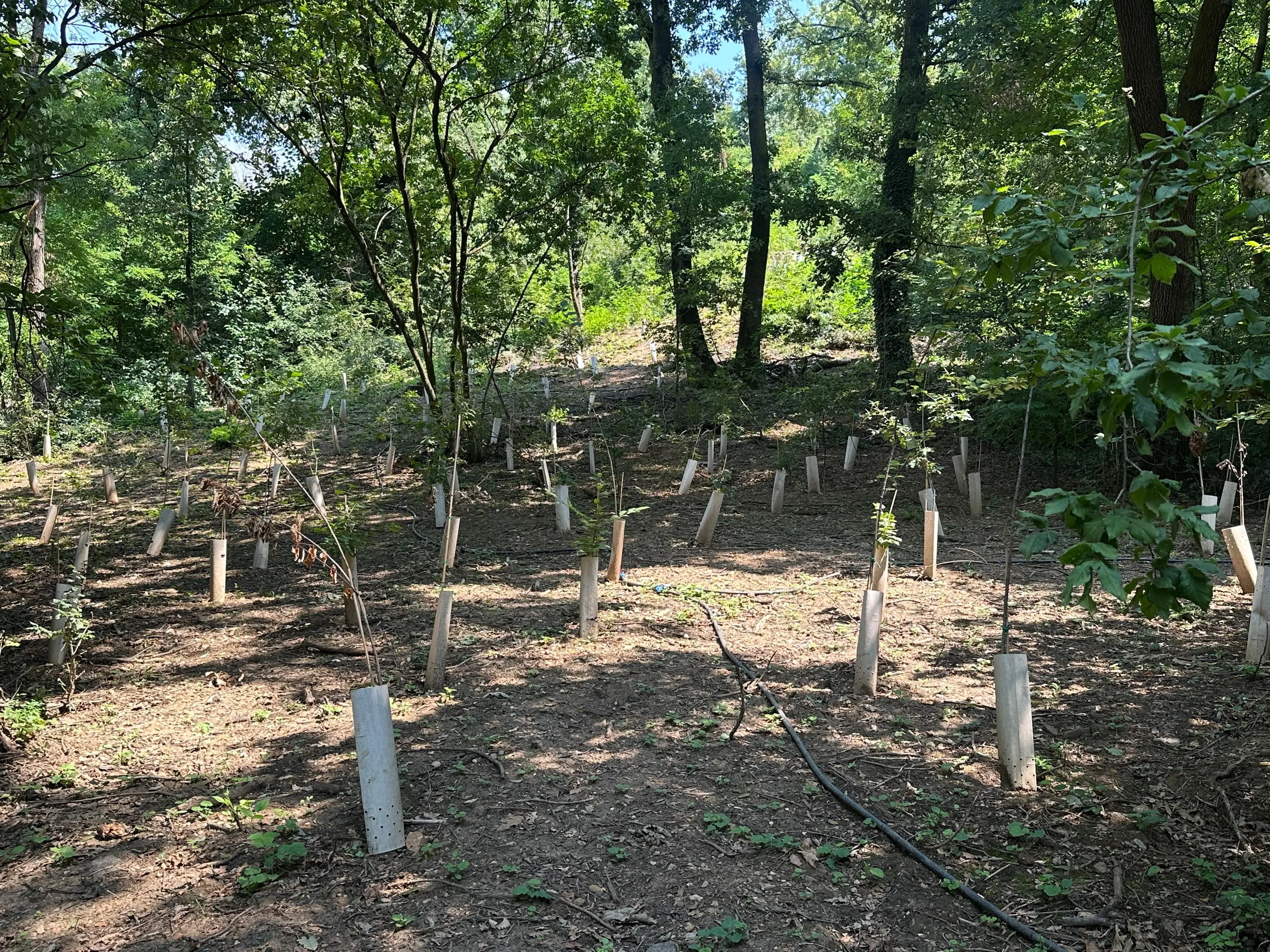 Nuove piante per il Bosco di Sant'Anna