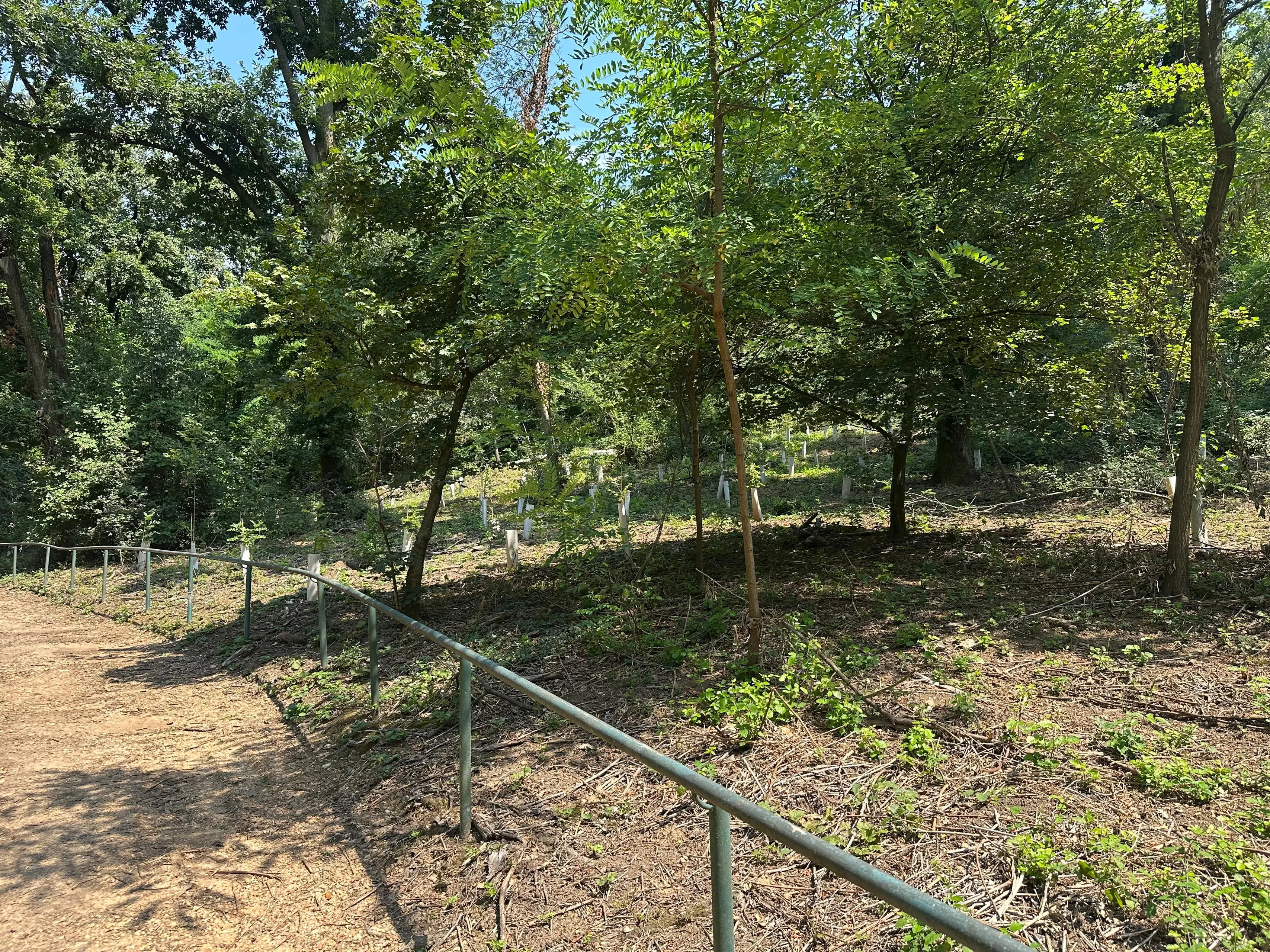 Nuove piante per il Bosco di Sant'Anna