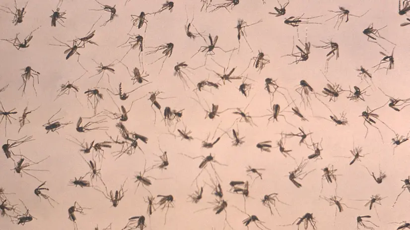 epa03367656 A handout image made available on 22 August 2012 from the Centers for Disease Control showing a uniformly-scattered grouping of deceased mosquitoes, which was about to undergo a laboratory analysis in order to determine the specie specific distribution within this collected population. Mosquitoes are known to be integral in the spread of what are known as arboviral diseases to humans including malaria, West Nile virus, Dengue fever, and yellow fever, just to name a few. The CDC is reporting that there have currently been 1,100 cases of West Nile Virus reported in the US in 2012, more than ever reported at this point in the year since the virus was first recorded in the US in 1999. EPA/CENTERS FOR DISEASE CONTROL / HANDOUT HANDOUT EDITORIAL USE ONLY/NO SALES