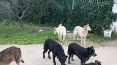 CANI RANDAGI
