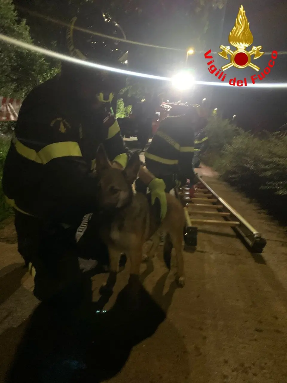 Il cane recuperato dai Vigili del fuoco