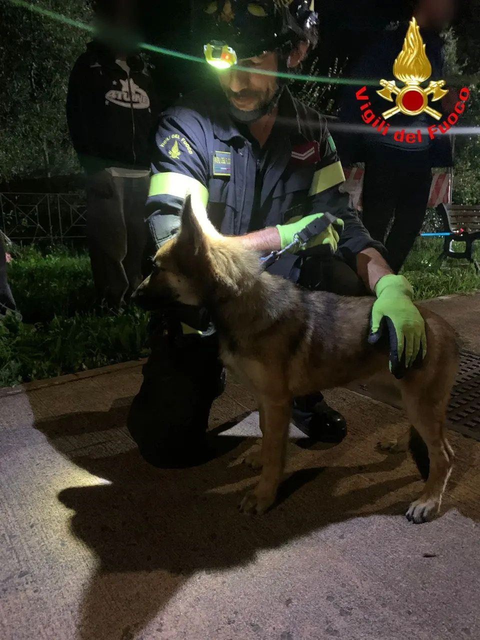 Il cane recuperato dai Vigili del fuoco