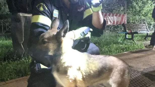 Il cane recuperato dai Vigili del fuoco