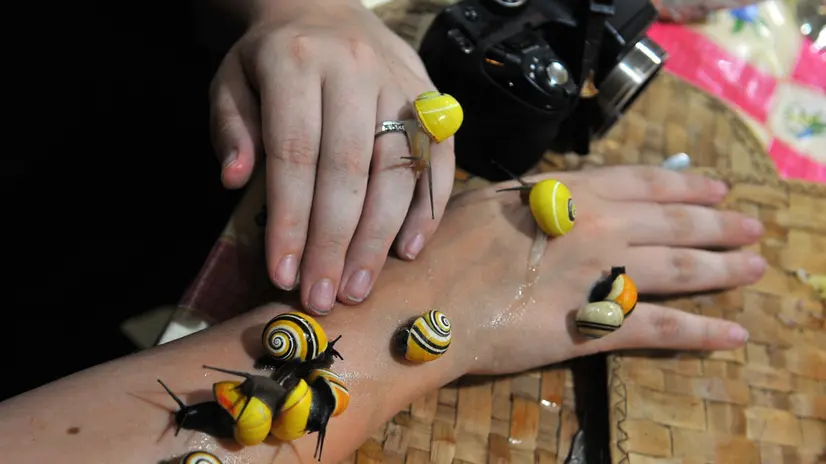 epa02861360 A picture made available on 10 August 2011 and taken on 04 August 2011, shows various snails on the arm of an international tourist in the private restaurant 'El Poeta' in Baracoa, Guantanamo providence, Cuba. Baracoa, the first city established by Spanish colonists, is considered one of the most singular places on the island, given its natural exuberance and historical richness, celebrates its 500 anniversary on August 15. EPA/Alejandro Ernesto