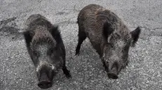 Cinghiali 'urbani' nel letto del torrente Bisagno che ospita una folta comunita' di cinghiali. Oggi c'e' stato un incontro tra gli esperti della UE-Regione Liguria per fare il punto sulle misure emergenziali adottate in contrasto alla peste suina. Genova, 09/02/2022 ANSA/LUCA ZENNARO
