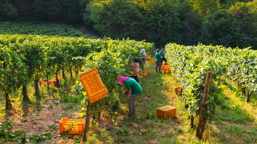 È iniziata la vendemmia in Franciacorta