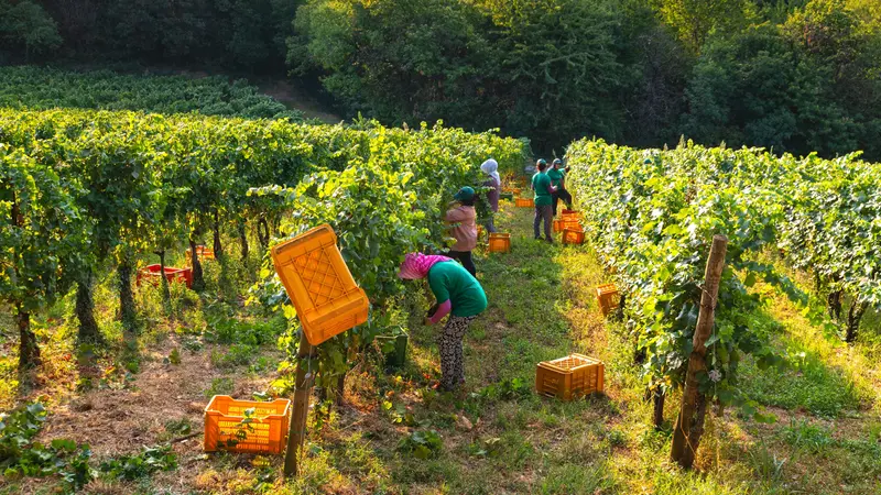 È iniziata la vendemmia