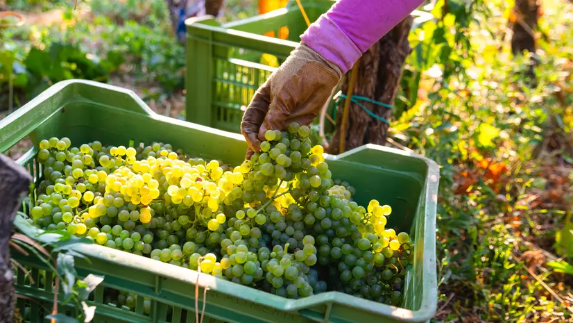 Ci sono buone aspettative per la vendemmia 2025