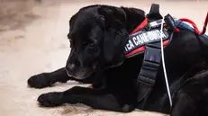 Un momento dell’evento per la XIX Giornata del cane guida con l'Unione Italiana dei Ciechi e Ipovedenti presso la Sala Capranichetta in Piazza di Monte Citorio, Roma, 23 ottobre 2024. ANSA/ANGELO CARCONI