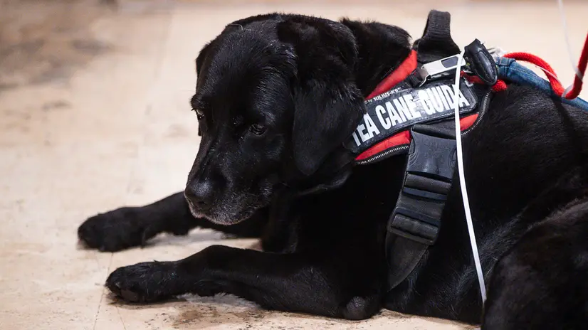 Un momento dell’evento per la XIX Giornata del cane guida con l'Unione Italiana dei Ciechi e Ipovedenti presso la Sala Capranichetta in Piazza di Monte Citorio, Roma, 23 ottobre 2024. ANSA/ANGELO CARCONI