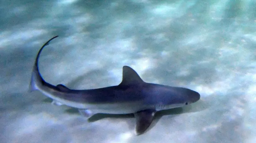 epa06804982 A handout photo made available by the animal park Loro Parque shows one of the Grey sharks born at the park's facilities in Santa Cruz de Tenerife, Canary Islands, Spain, 13 June 2018. This kind of Grey shark is endangered in many areas of the world. EPA/LORO PARQUE HANDOUT HANDOUT EDITORIAL USE ONLY/NO SALES