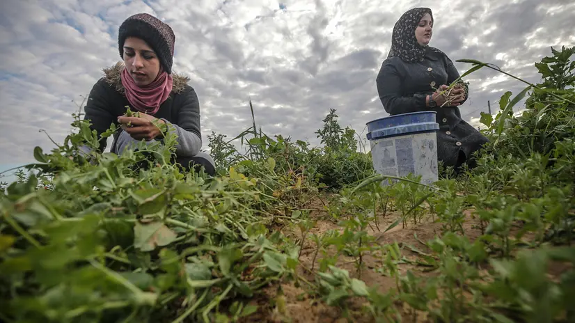 epa09062593 Palestinian girls Aseel Al Najar, 26, Ghaida Qudeih, 26, and Nadin Abu Rouq, 26, work at farming at the east of Khan Younis town near the border between Israel and southern Gaza Strip, 20 February 2021 (Issued 08 March 2021). The three girls use the money they make from the farming to help with their university fees and help support their families. International Women's Day (IWD) is observed worldwide on 08 March every year as a celebration of women's social, economic, cultural and political achievements and raise awareness on gender equality. EPA/MOHAMMED SABER