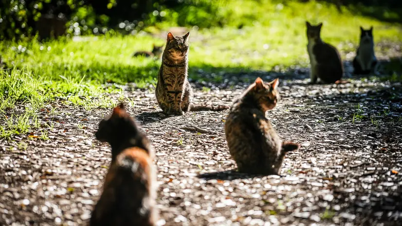 Il 17 febbraio si celebra in Italia la Giornata del Gatto, un’occasione per ricordare l’importanza di questi animali nella nostra vita. La ricorrenza è nata nel 1990 e cade a Febbraio, mese legato al segno zodiacale dell’Acquario, spesso associato all’indipendenza e all’anticonformismo, caratteristiche tipiche dei gatti. In questa giornata, molte associazioni promuovono iniziative per sensibilizzare sull’adozione e la cura dei felini. Un buon pretesto per dedicare qualche attenzione in più al proprio gatto o per considerare di dare una casa a chi ne ha bisogno. Napoli 17 Febbraio 2025. ANSA/CESARE ABBATE