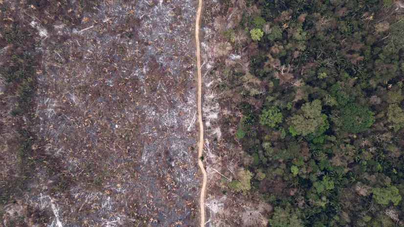 epa11599482 An aerial photograph shows a section of the GuajarÃ¡ Mirim State Park damaged from fire, in Nova MamorÃ©, Brazil, 11 September 2024. Wildfires have burned 6,718,025 hectares of the Brazilian Amazon since the beginning of the year, representing 1.6 percent of the biome, according to government data released on September 10. EPA/Isaac Fontana