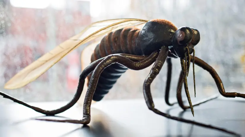 epa05175479 The model of a mosquito (Culicidae) is pictured in a laboratory of the Bernhard Nocht Institute for Tropical Medicine in Hamburg, Germany, 22 February 2016. Due to the spread of Zika, Dengue and West Nile viruses, Germany is stepping up its research on mosquitos by funding the project 'CuliFo' (Culicidae-Forschung, lit. Culicidae research) at the Bernhard Nocht Institute with 2.2 million euros. EPA/CHRISTIAN CHARISIUS