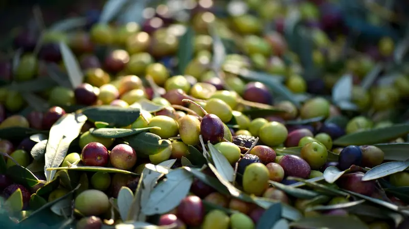 Olive - © www.giornaledibrescia.it