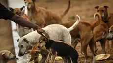epa10318276 A volunteer of a non-governmental organisation feeds stray dogs, at Marina beach, India, 21 November 2022. EPA/IDREES MOHAMMED