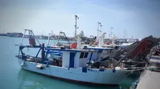 Un peschereccio nel porto di Termoli (Campobasso) in una foto d'archivio. ANSA / GIUSEPPE GIGLIA (porto, estate, pescherecci, pesca, mare, Adriatico, generiche)