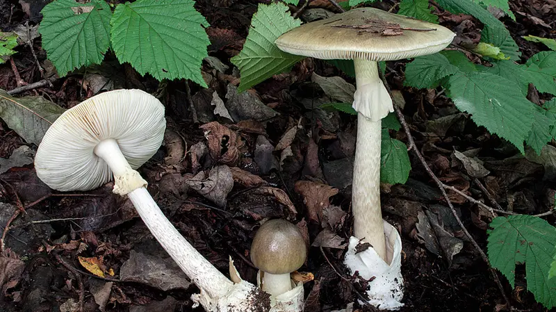 Il clima è ideale per alcune specie a discapito di altre - © www.giornaledibrescia.it