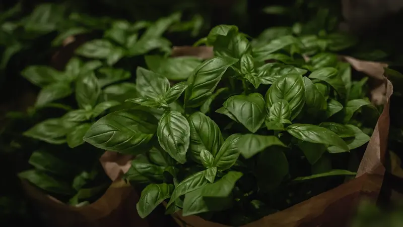 Foglie di basilico - © www.giornaledibrescia.it