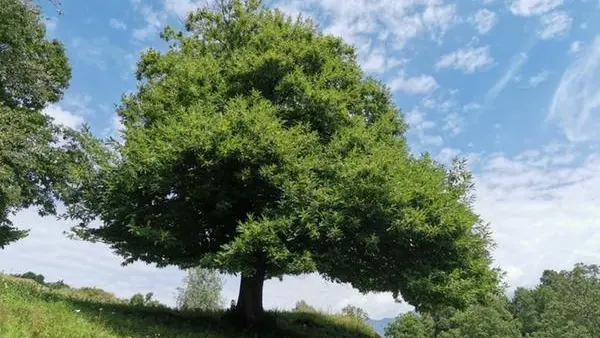 Un grande castagno che si incontra lungo il percorso