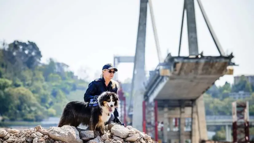 Il cane 'Night Spirit' protagonista dei soccorsi dopo il crollo del ponte Morandi. ANSA / QUESTURA DI GENOVA +++NO SALES - EDITORIAL USE ONLY - NPK+++