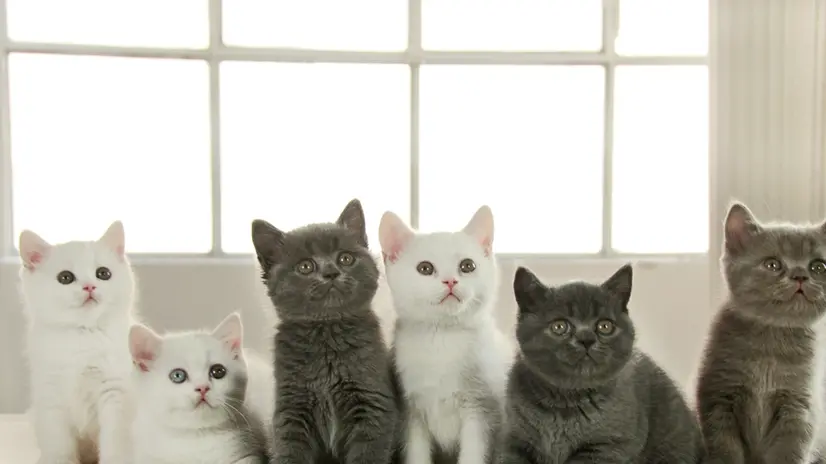 Gatti