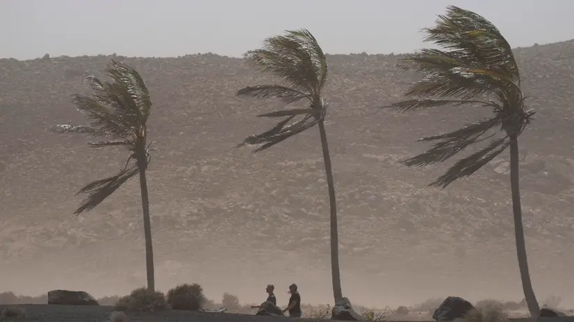 epa12007729 Wind whips palm trees in the town of La Santa, in the municipality of Tinajo, Lanzarote island, Spain, 03 April 2025. Storm Nuria is bringing locally heavy rain and hurricane-force winds to the Canary Islands, especially in high-altitude areas of the islands with the highest elevations. EPA/Adriel Perdomo