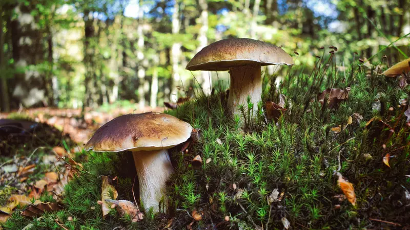 Funghi Porcini