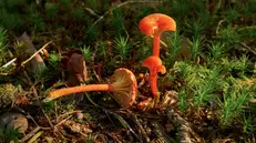 Il fungo Hygrocybe lepida dai colori vivaci - © www.giornaledibrescia.it