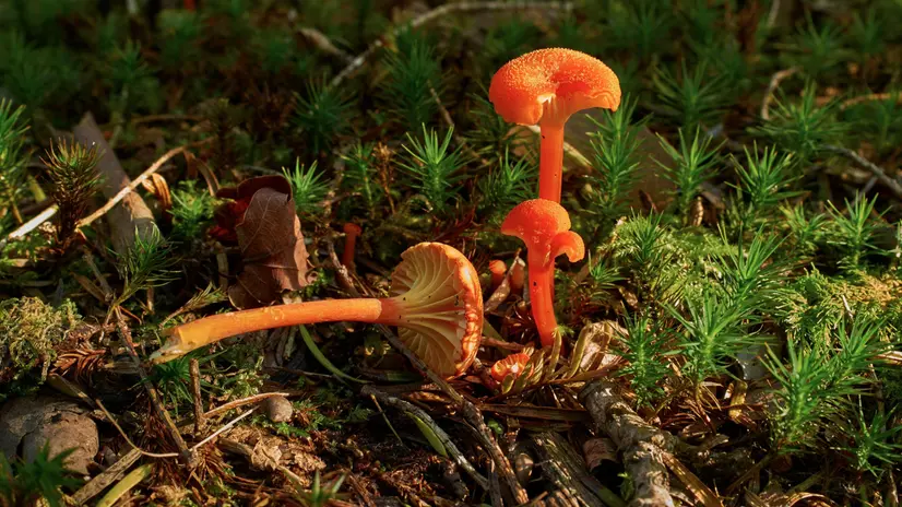 Il fungo Hygrocybe lepida dai colori vivaci - © www.giornaledibrescia.it