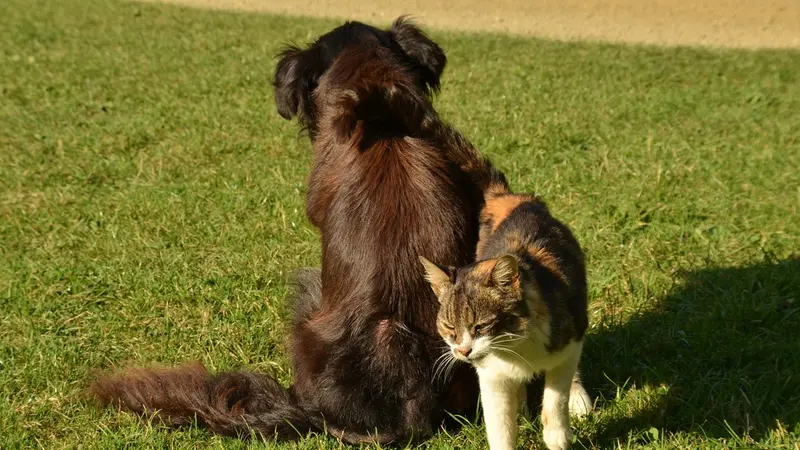 Cane e gatto - © www.giornaledibrescia.it