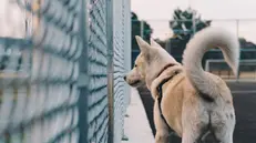 Un cane