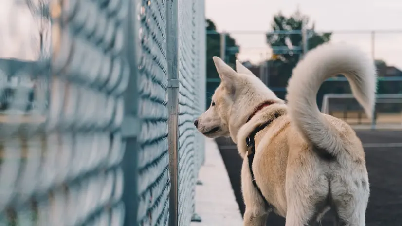 Un cane