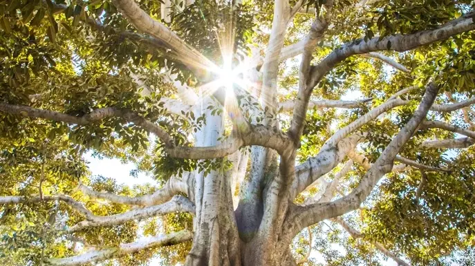 Un albero - © www.giornaledibrescia.it