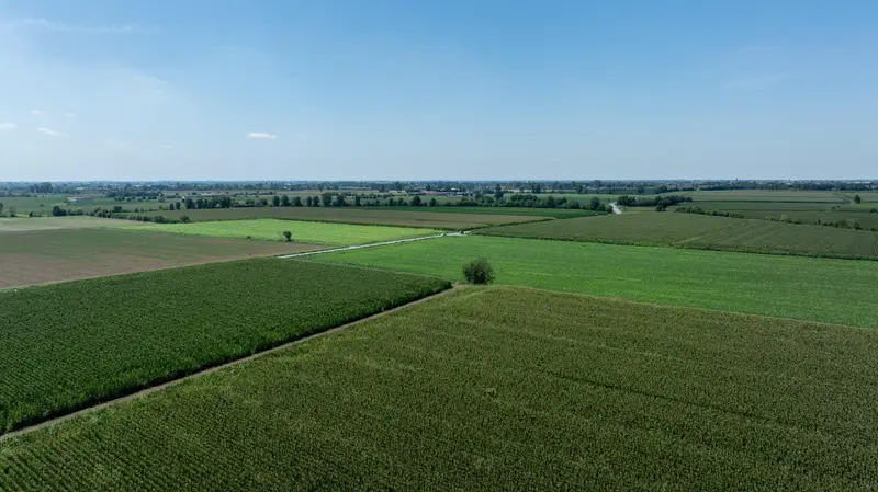 Campi di mais nella bassa