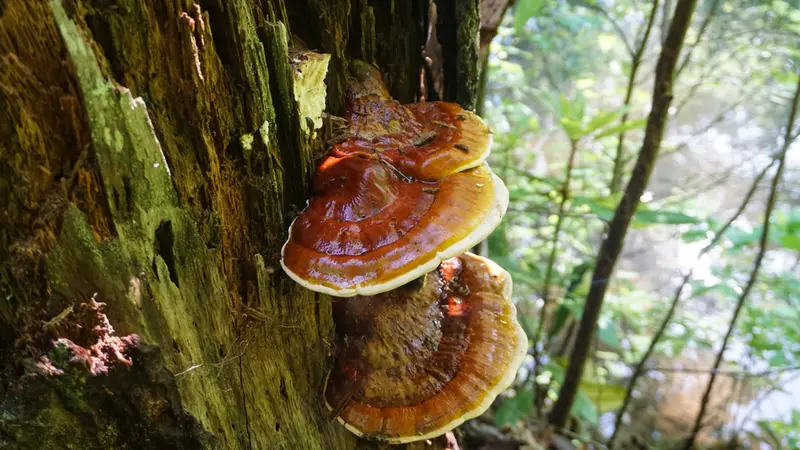 Reishi (Ganoderma lucidum)