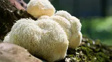 Lion’s Mane (Hericium erinaceus)