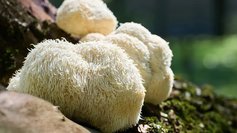 Lion’s Mane (Hericium erinaceus)