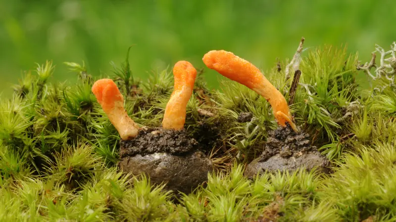 Cordyceps (Cordyceps sinensis)