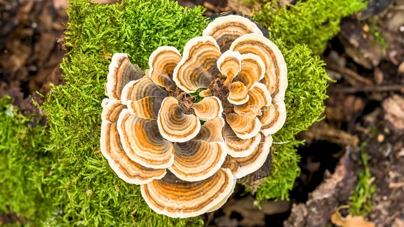 Turkey Tail (Trametes versicolor)