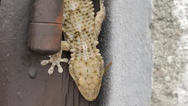 È possibile trovarli anche tra gli infissi - © www.giornaledibrescia.it