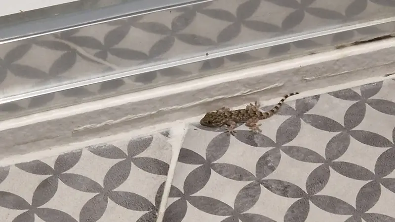 Un piccolo geco in casa - © www.giornaledibrescia.it