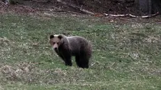 epa12027954 One of the two bears spotted near a popular trail leading to the lower station of the cable car to Kasprowy Wierch, in the Kuznice area of Zakopane, southern Poland, 12 April 2025. Tatra National Park notes that this is another sign of spring predator activity in the Tatras and urges caution. EPA/GRZEGORZ MOMOT POLAND OUT