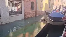 Una gondola si è rovesciata a Venezia facendo fare un "bagno" non previsto al gondoliere e ai turisti che erano a bordo, 24 agosto 205. All'origine dell'incidente probabilmente c'è stato un movimento improvviso dei passeggeri - molti approfittano dei giri per fare dei selfie o dei video con i cellulari - che ha sbilanciato la classica imbarcazione a remi. Fortunatamente l'episodio si è verificato in un rio interno della città lagunare, senza rischi per le persone coinvolte, che hanno dovuto aggrapparsi alle barche ormeggiate o alle grate di alcune finestre dei palazzi a pelo d'acqua per tornare a riva. Facebook / Venezia non è Disneyland +++ ATTENZIONE LA FOTO NON PUO' ESSERE PUBBLICATA O RIPRODOTTA SENZA L'AUTORIZZAZIONE DELLA FONTE DI ORIGINE CUI SI RINVIA+++ NPK +++
