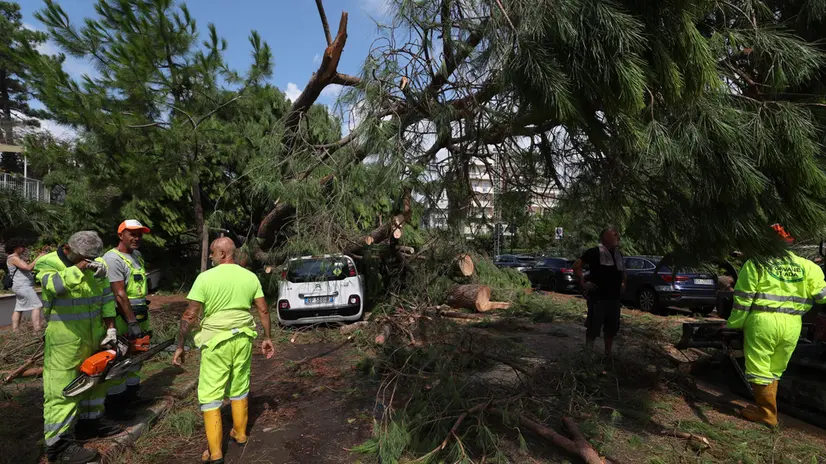 MALTEMPO SULLA COSTA ROMAGNOLA. Starage di pini a Milano Marittima