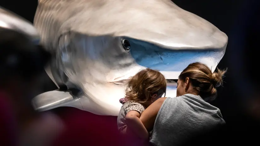 epaselect epa10919281 People visit the 'Sharks' exhibition, during the opening day, at the Miami Frost Science Museum in Downtown Miami, Florida, USA, 14 October 2023. According to the organizers, Sharks, a new blockbuster exhibition created by the Australian Museum, is making its North American premiere at Miami’s Frost Science, showing a world dominated by members of the shark family, highlighting the very latest science and with deep cultural overlays. Sharks have been around for 450 million years, long before the dinosaurs, and have evolved into hundreds of species with different characteristics and adaptations. EPA/CRISTOBAL HERRERA-ULASHKEVICH