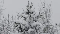 Una nevicata