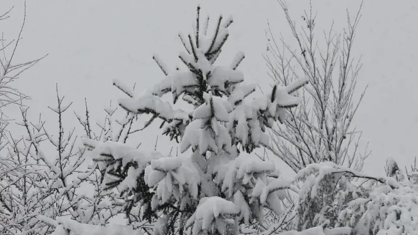 Una nevicata